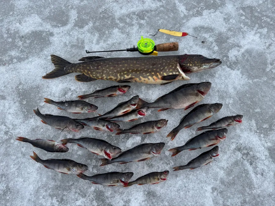 Lucio y peces más pequeños junto a una caña de pesca en hielo