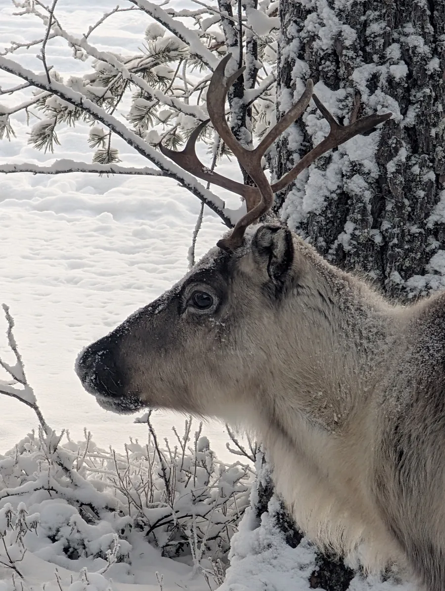 Retrato de un reno ante árboles invernales nevados