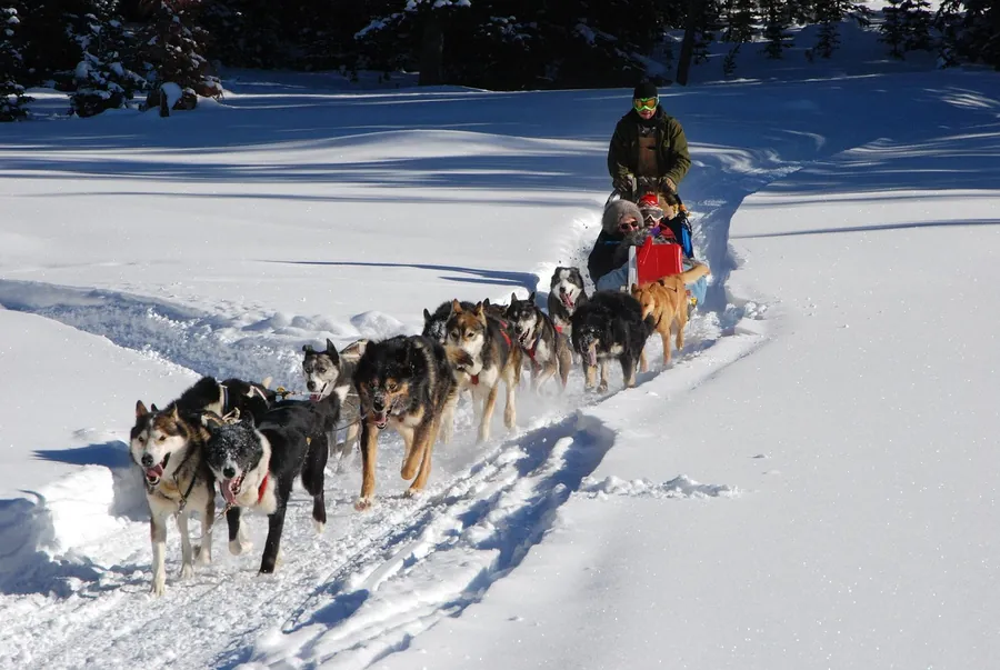 Huskies tirando de un trineo por huellas en la nieve