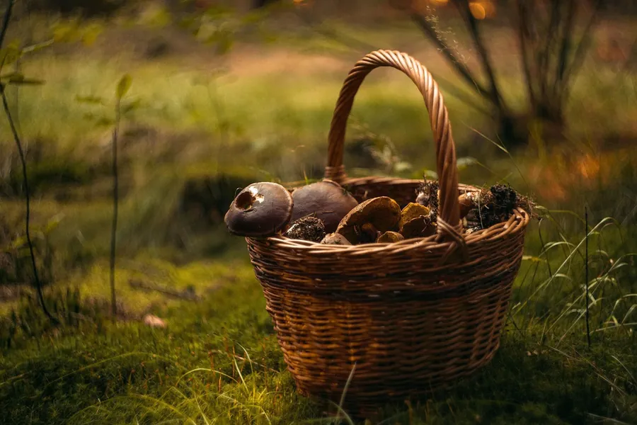 Cesta de mimbre con setas recogidas en el bosque