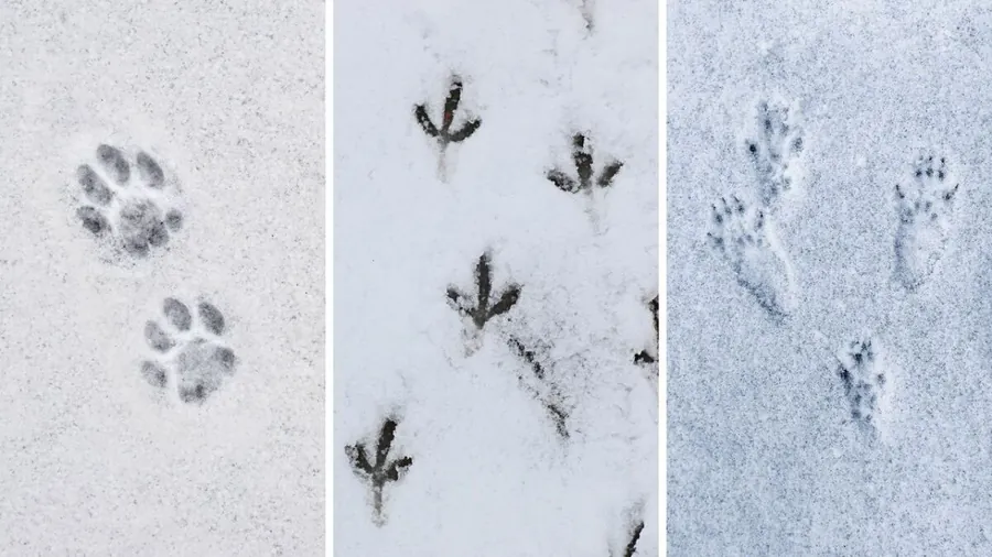 Distintas huellas de animales y aves en nieve reciente
