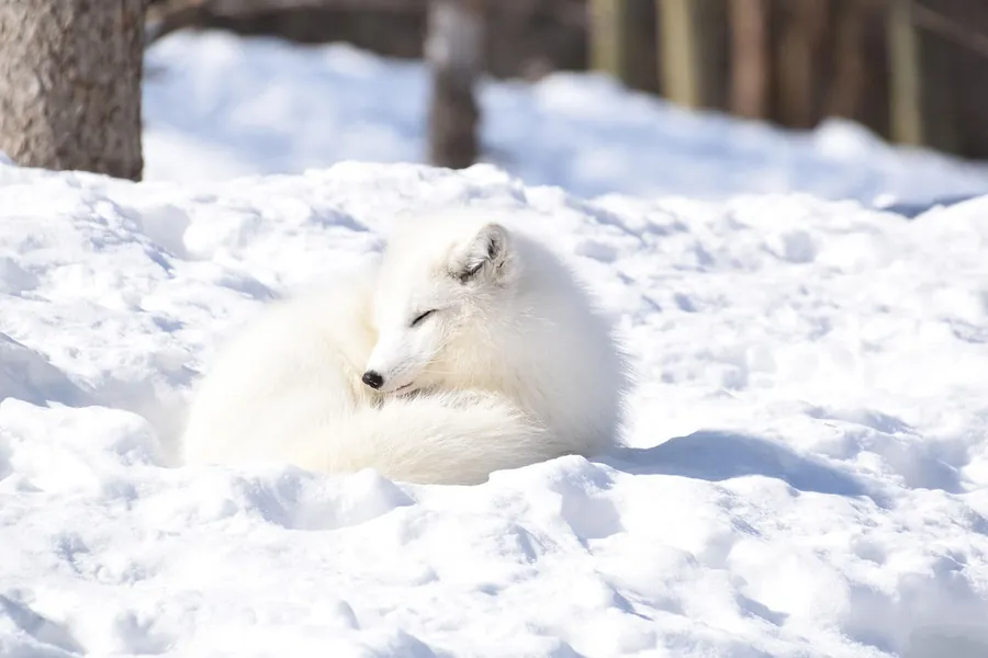 Volpe bianca che riposa sul terreno innevato