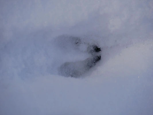 Einzelner Hufabdruck in einer weichen Schneedecke