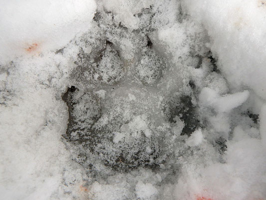 Grosser Tierpfotenabdruck im Schnee aus der Nähe
