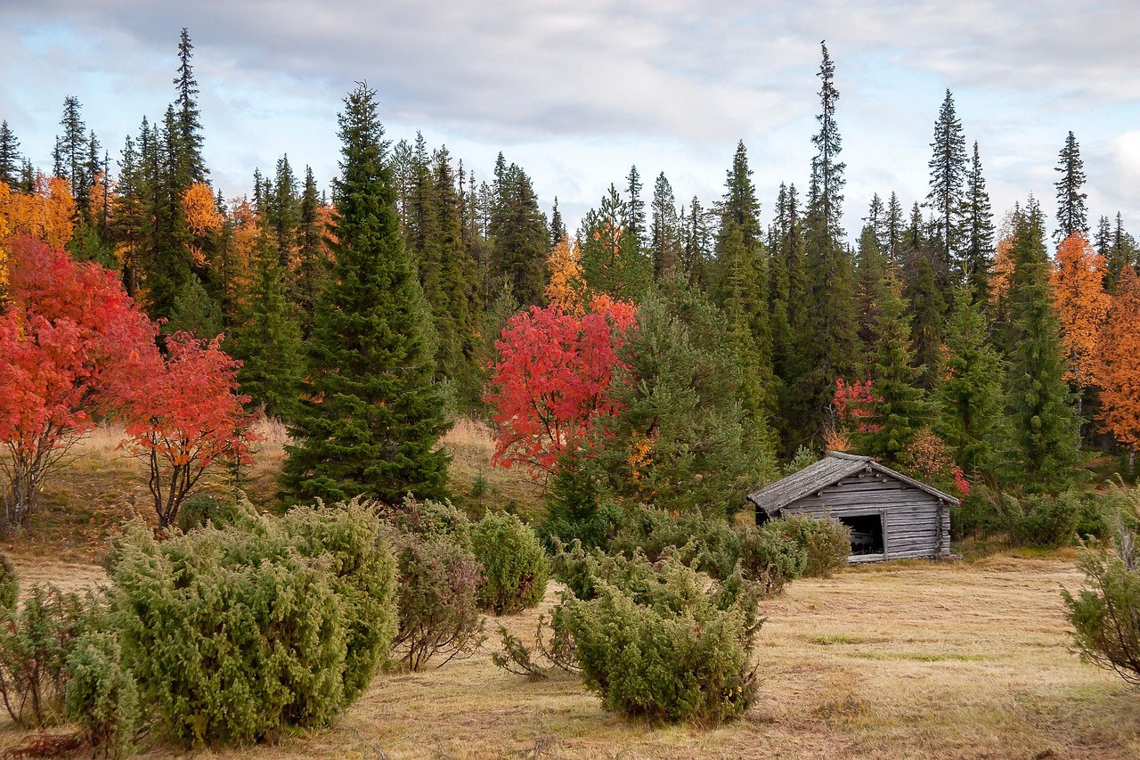 Lapplands acht Jahreszeiten: Natur, Klima und der Rhythmus der Samen