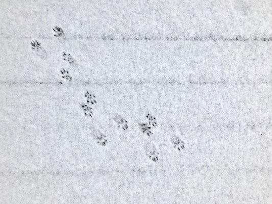 Schmale Spur kreuzt mehrere parallele Linien im Schnee