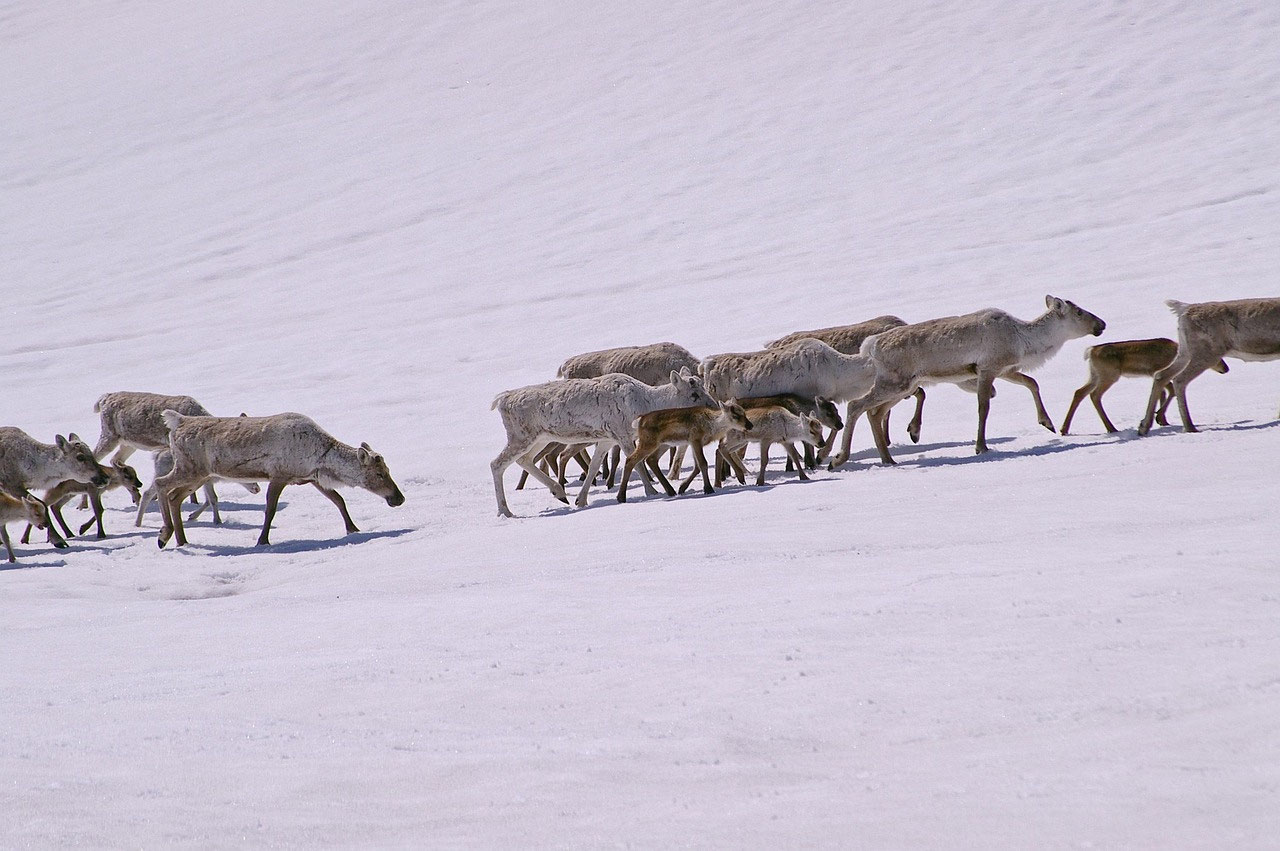 Rencontrer un animal sauvage en Laponie : garder ses distances