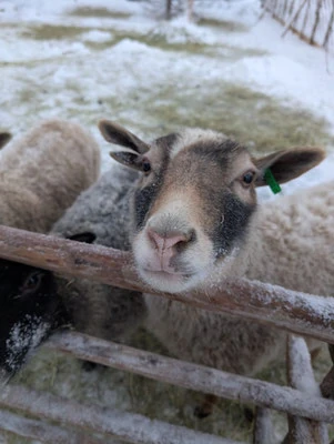 Moutons d’une race finlandaise traditionnelle