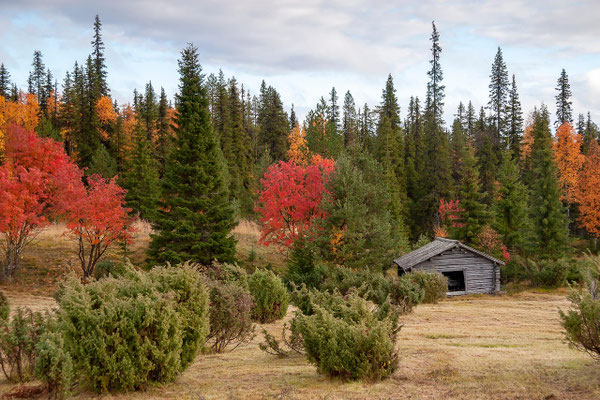 Autumn in Lapland: ruska colours and quiet days