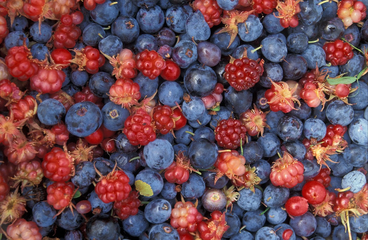 Beeren in Lappland: Sammelzeit, Arten und Fundorte rund um Ranua