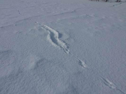 Geschwungene Linien und kleine Abdrücke im Schnee