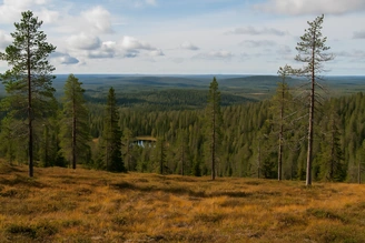 Amplio paisaje forestal con pinos en primer plano
