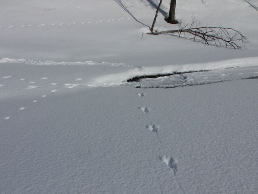 Tierspur führt über eine Schneefläche zu einem Baum