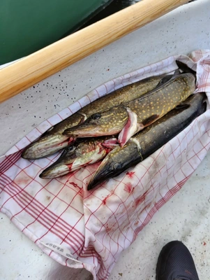 Angeln und Eisfischen am Koirajärvi, Simojärvi und Simojoki
