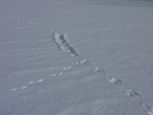 Mehrere sich kreuzende Spuren auf einer Schneefläche