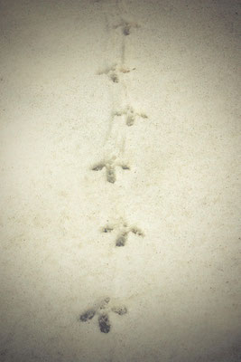 Reihe dreizehiger Vogelspuren auf einer hellen Schneefläche