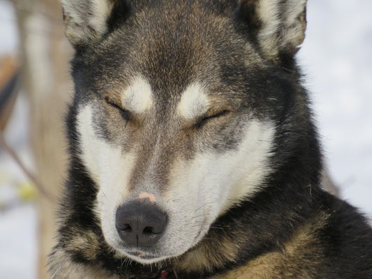 Huskyretki Lapissa – koulutus, kustannukset ja koirien hyvinvointi