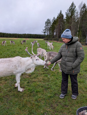 Rentierzucht in Südlappland: Tradition, Wirtschaft und Klimawandel in Ranua