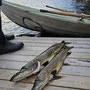 Angeln und Eisfischen am Koirajärvi, Simojärvi und Simojoki