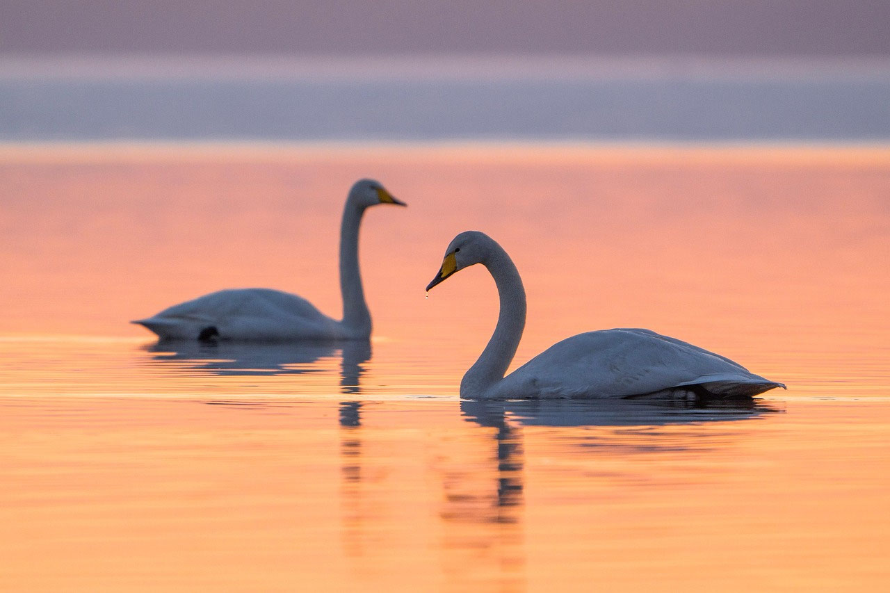 Oiseaux de Laponie : Ranua, Simojärvi, Posio et Syöte
