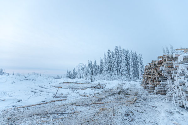 Claro nevado junto a un denso bosque invernal de coníferas