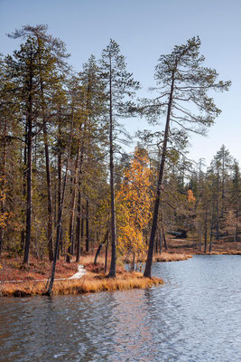 Pinos en otoño junto a un lago tranquilo