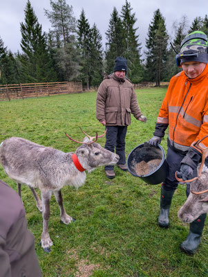 Rentierzucht in Südlappland: Tradition, Wirtschaft und Klimawandel in Ranua