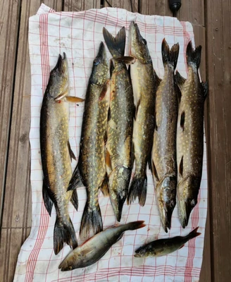 Angeln und Eisfischen am Koirajärvi, Simojärvi und Simojoki