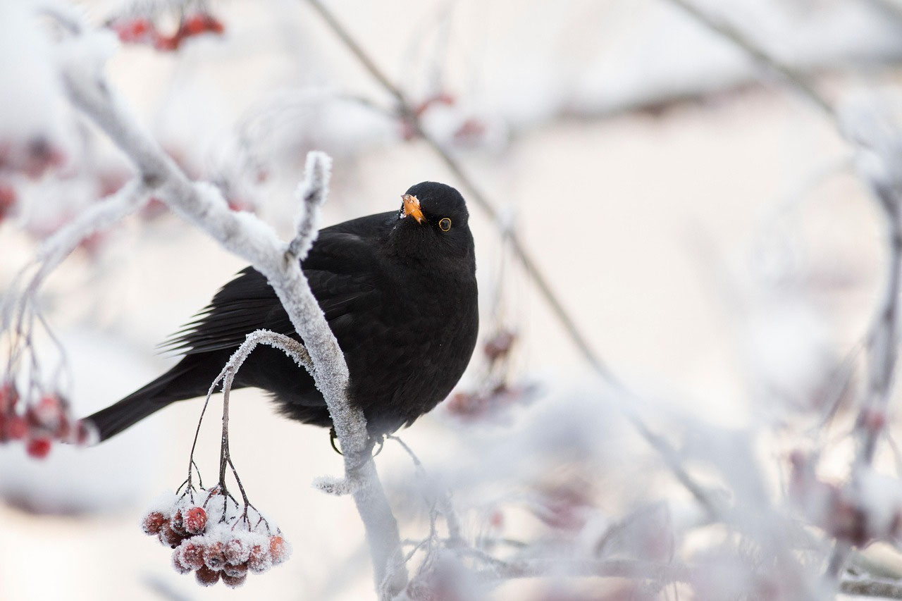 Vogelbeobachtung für Einsteiger – Tipps für deinen Start in Lappland