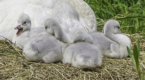 Harmaita joutsenenpoikasia lähekkäin pesässä