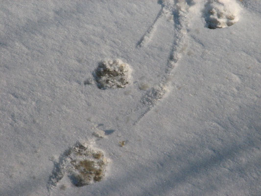Kleine Pfotenabdrücke neben einer feinen Linie im Schnee