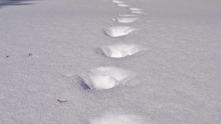 Spurenfolge mit tiefen Abdrücken auf einer Schneefläche