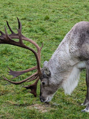 Rentierzucht in Südlappland: Tradition, Wirtschaft und Klimawandel in Ranua