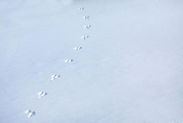 Lange Spur kleiner Abdrücke auf einer unberührten Schneefläche