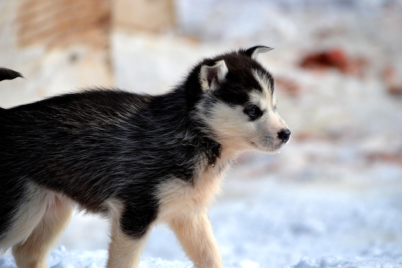 Une sortie avec les huskys chez O’Nordic Lapland à Posio
