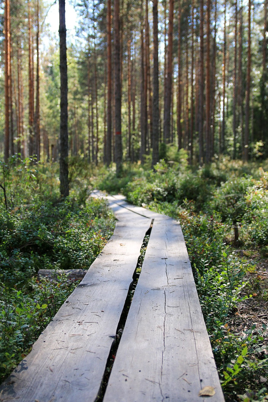 Wandern in Finnland: Regeln, Sicherheit und Verhalten in Lapplands Wäldern