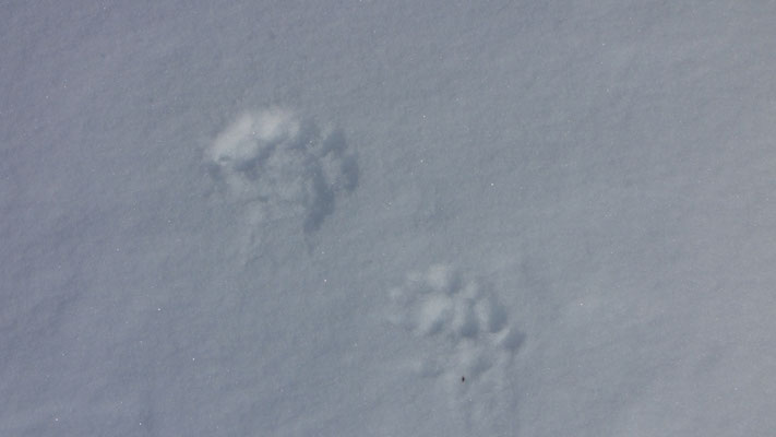 Zwei Gruppen kleiner Pfotenabdrücke im Schnee