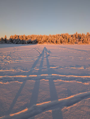 Tracks in snow beside a sunlit forest edge