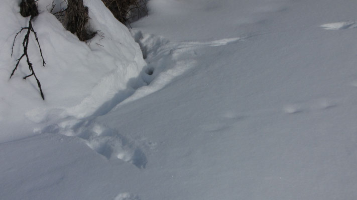 Spuren im Schnee am Fuss eines Baumstamms