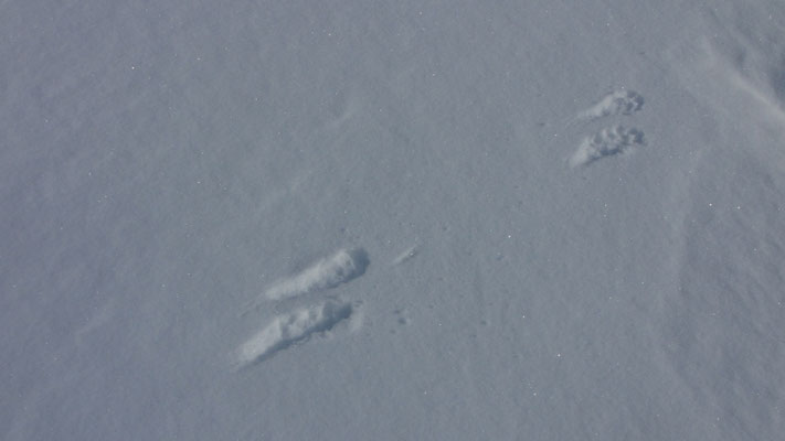Zwei Gruppen länglicher Tierspuren im Schnee
