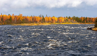 Rápidos del río junto a un bosque otoñal dorado