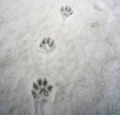 Drei deutlich erkennbare Pfotenabdrücke im Schnee