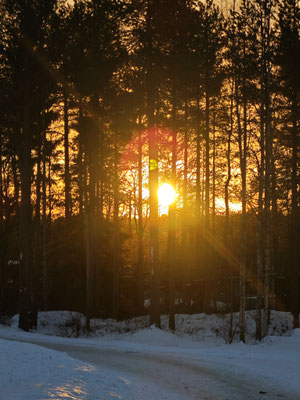 Evening sun between trees above the snow