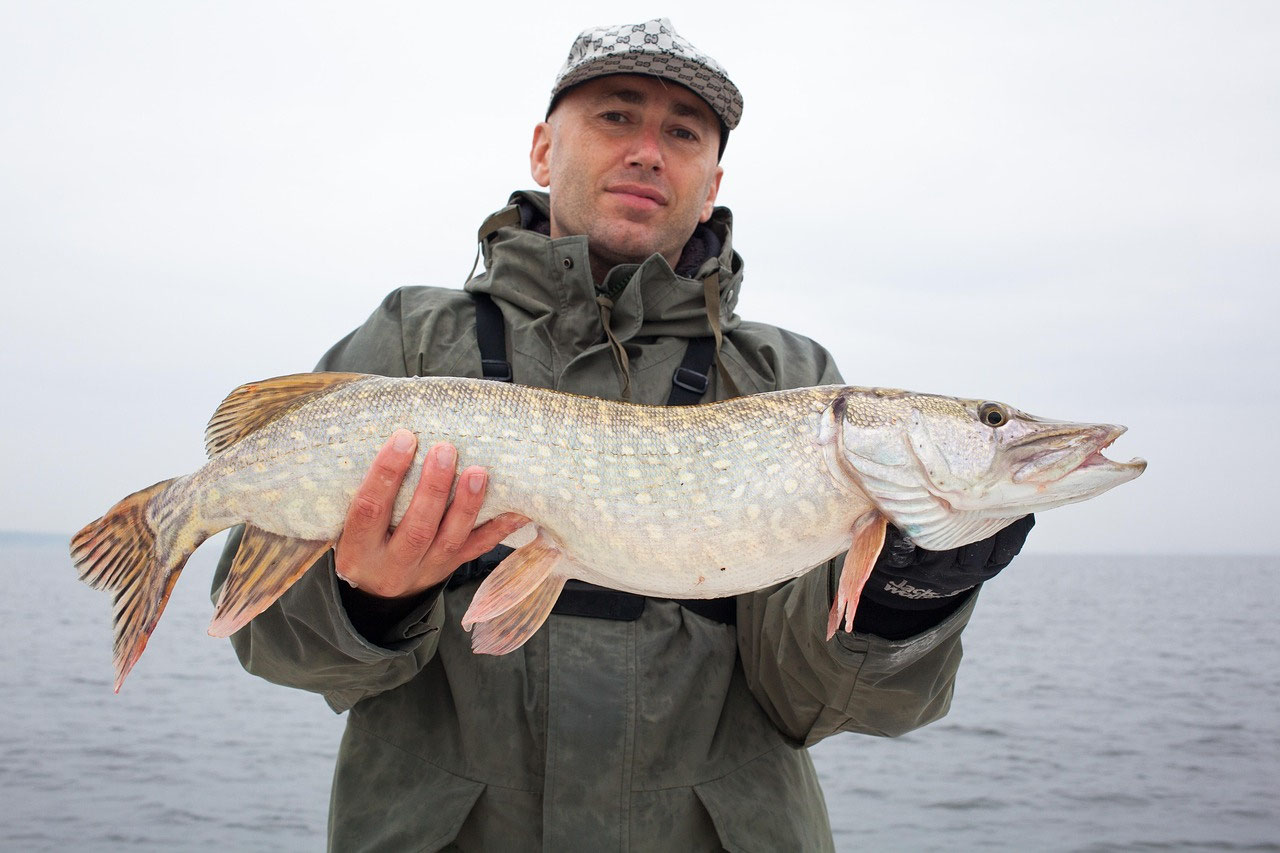 Fische in Lappland: Artenübersicht für Simojärvi, Koirajärvi und Simojoki Fluss