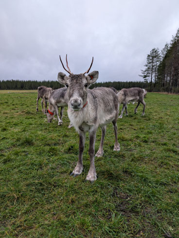 Rentier auf der Pikkuaho Reindeer Farm in Saariharju