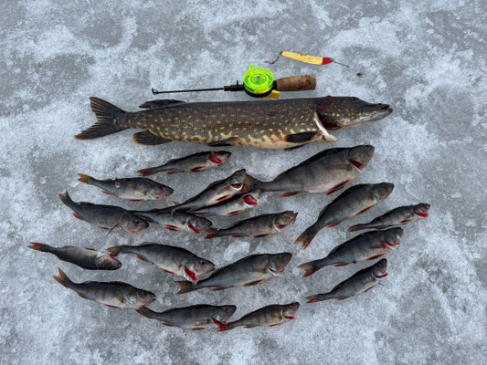 Poissons pêchés et matériel sur la glace