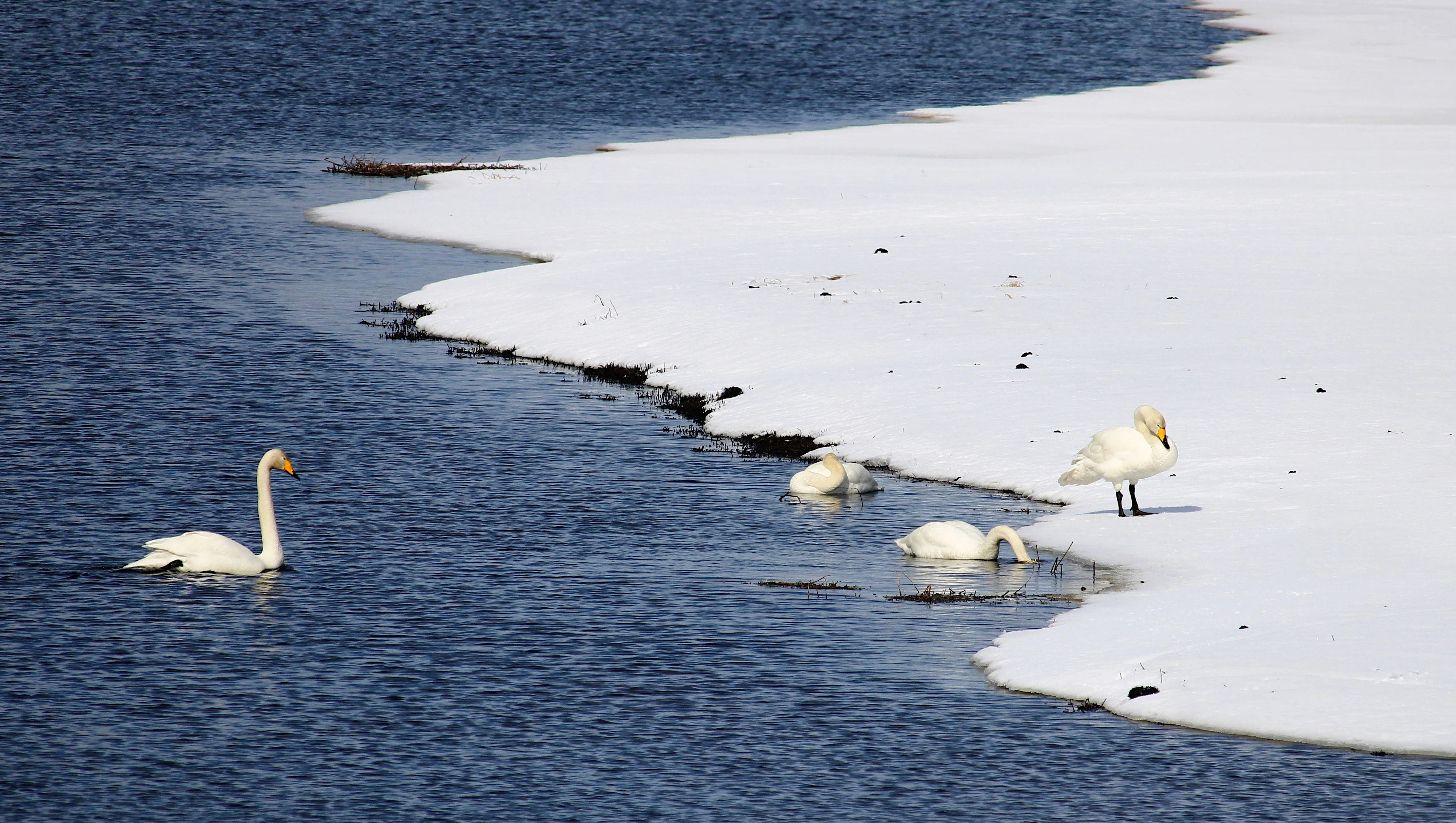 Singschwan in Lappland: Finnlands Nationalvogel auf den stillen Seen des Nordens
