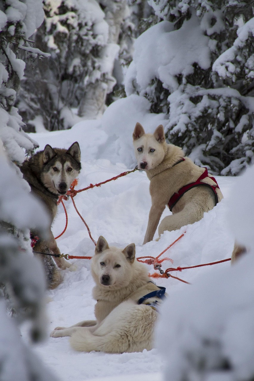 Pourquoi une sortie en traîneau à chiens coûte-t-elle ce prix ?