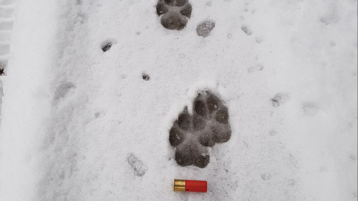 Tierpfotenabdruck im Schnee neben einem kleinen Massstab