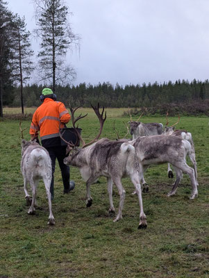 Rentierzucht in Südlappland: Tradition, Wirtschaft und Klimawandel in Ranua